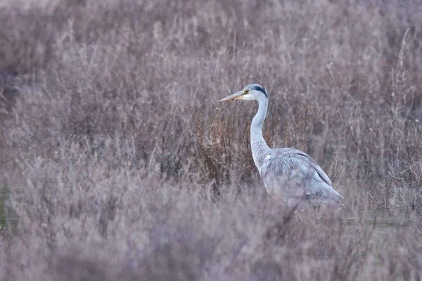 How to Design an Off-Grid Tiny Home with a Rainwater Collection System?