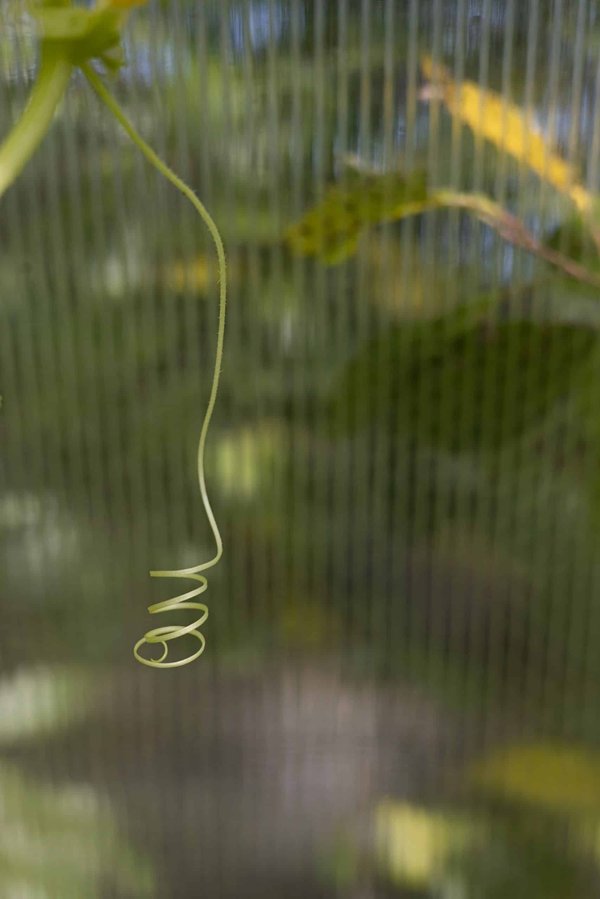 What's the Best Method to Introduce a Hearing-Impaired Dog to a Newborn Baby?