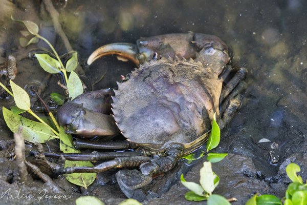 Can Proximity to Coastal Environments Improve Respiratory Health in Children?