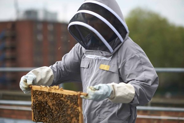 How Can Urban Beekeeping Projects Enhance Local Biodiversity and Public Health?